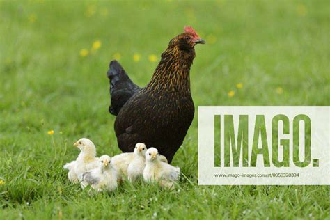 Haushuhn Gallus Gallus F Domestica Glucke Mit Kueken Deutschland