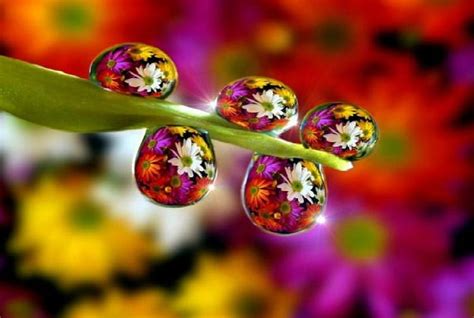 Morning Dew Dew Flowers Nature Leaf HD Wallpaper Peakpx