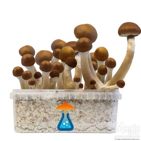 Kit Di Funghi Magici Mckennaii Getmagic Magicmushroomsshop