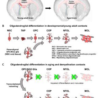 Impaired Ol Lineage Differentiation During Aging Leads To Loss Of