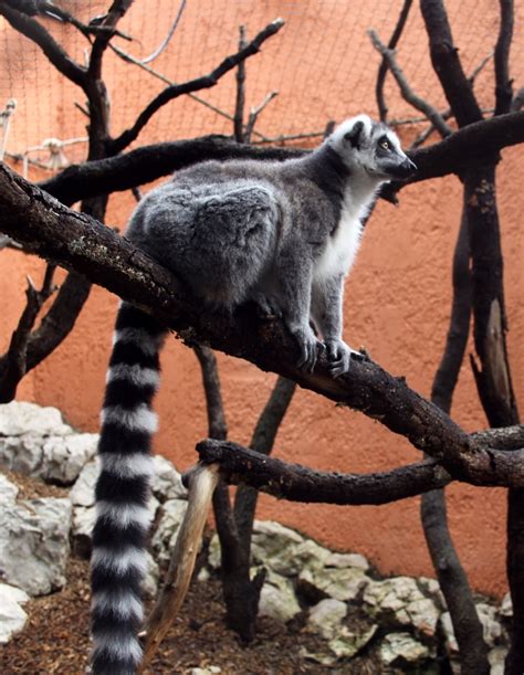 Photographies Des Animaux Du Zoo De Montpellier Open Data