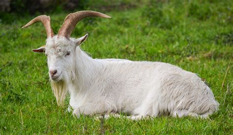 White Goat Breeds Farmhouse Guide