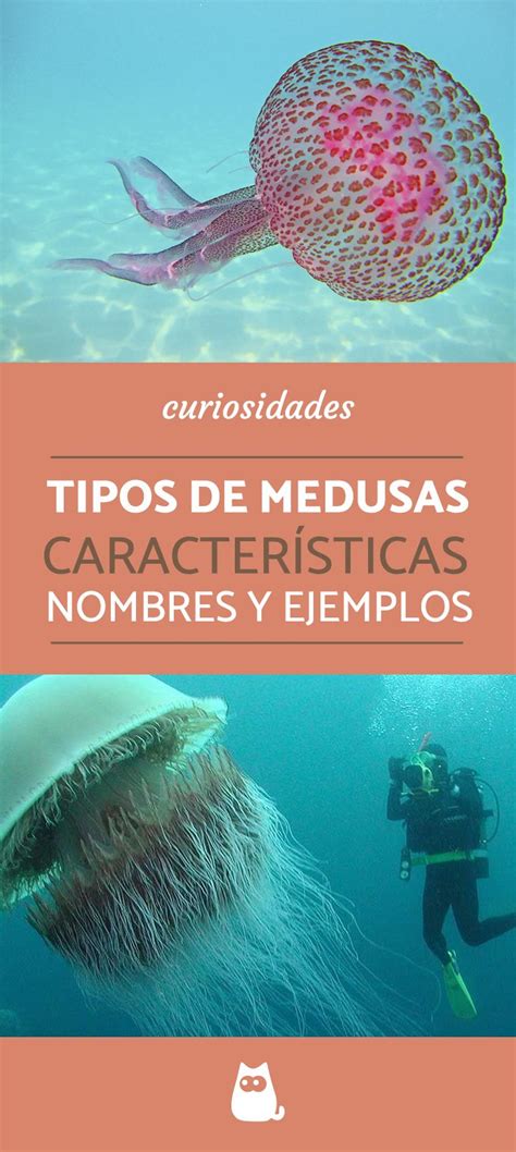 22 Tipos De Medusas Nombres Características Y Ejemplos Con Fotos