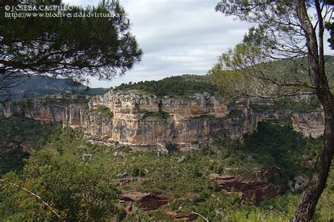 Rocas 3161 Biodiversidad Virtual Geología