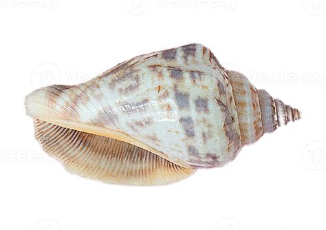 Seashell decoration isolated on a transparent background 22024935 PNG