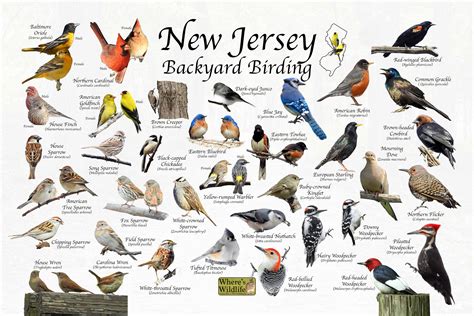 Birds of new jersey backyard birding identification picture print great ...