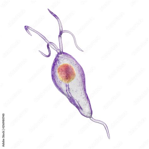 Trichomonas Vaginalis Protozoan Isolated On White Background 3d Illustration A Parasite