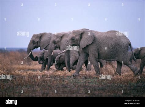 African Elephant Herd Loxodonta Africana Crossing Burnt Grassland In