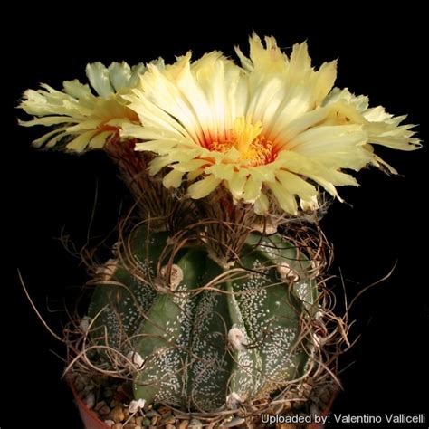 Astrophytum Capricorne Var Minor