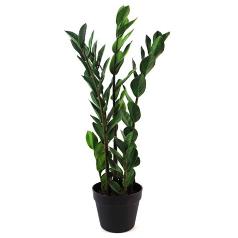 75cm Artificial Zanzibar Green Gem Zamioculcas Succulent Indoor Plant