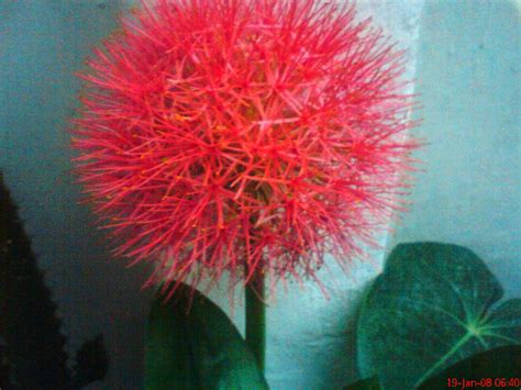 Scadoxus Multiflorus Nome Popular L Rio Sangu Salm O Estrela De