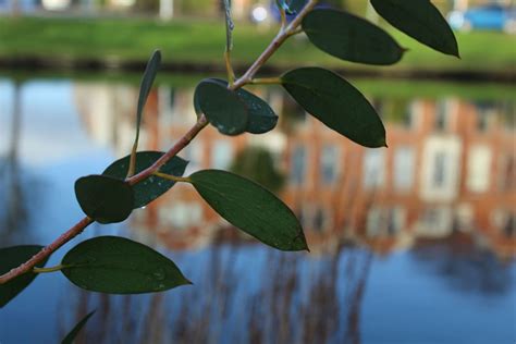 Eucalyptus Pauciflora Var Niphophila Snow Gum Hortus Botanicus