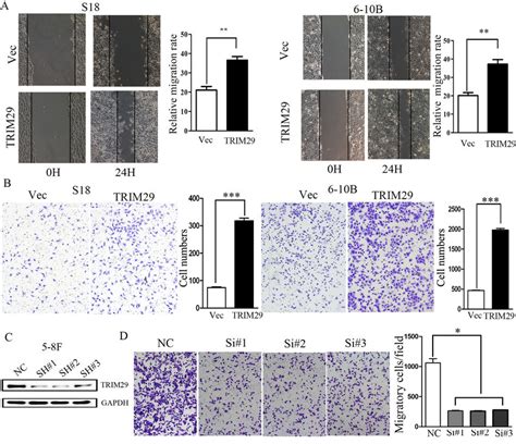 Trim Induces Npc Cell Migration And Invasion A Wound Healing Assays