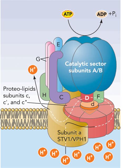 Schematic Model Of Yeast V Atpase Moving And Static Parts The Moving