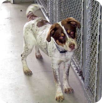 Marseilles IL German Shorthaired Pointer Meet Robbie A Pet For