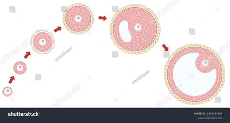 Ovarian Follicle Growth Development Diagram Stock Illustration ...