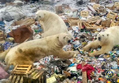 Climate Change Will Scramble Polar Bears' Diets - Manager's Office