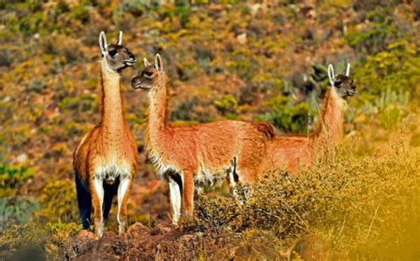 Diferencias Entre La Llama Alpaca Vicuña Y Guanaco Camélidos