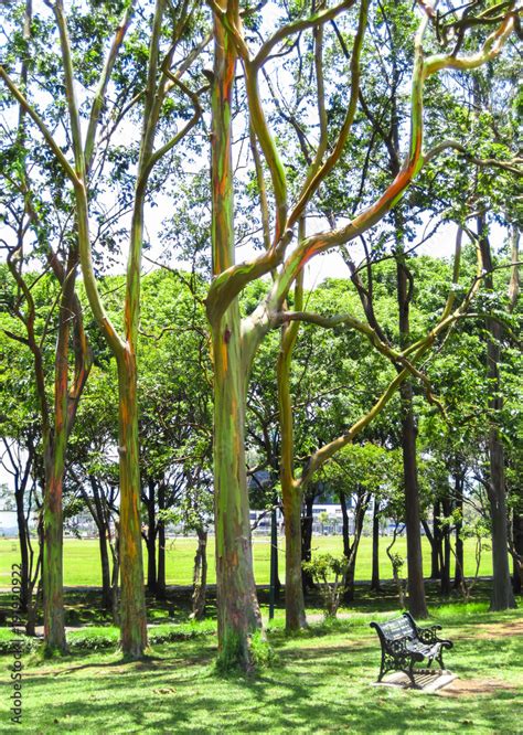 A Rainbow Eucalyptus Tree Eucalyptus Deglupta In A Public Part San