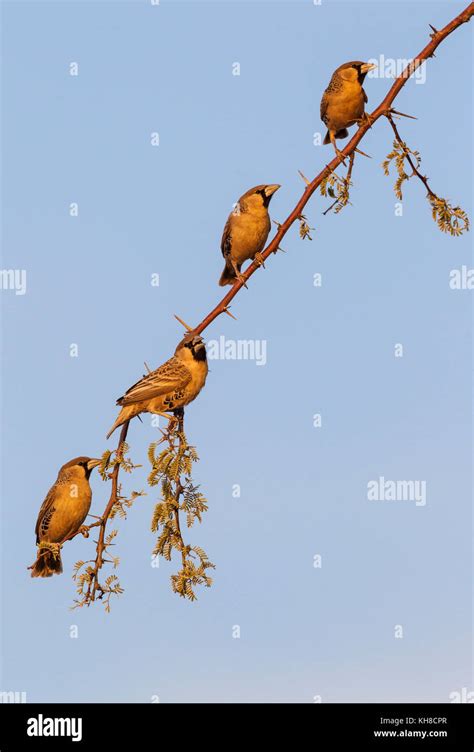 Sociable Weaver Philetairus Socius Males On A Twig Of Camelthorn