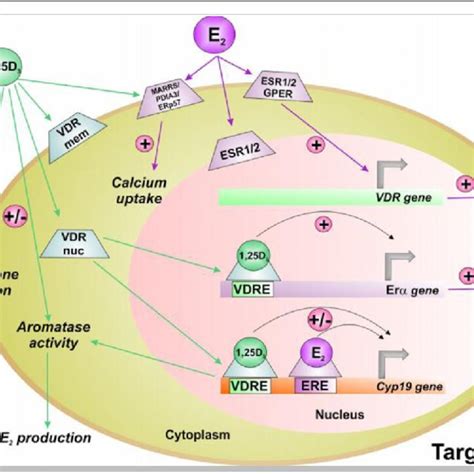 Oestrogen And Vitamin D Receptors In Mammalian Testicular Cells And Download Scientific Diagram