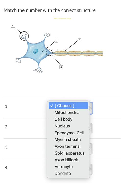 Solved Match the number with the correct structure | Chegg.com 