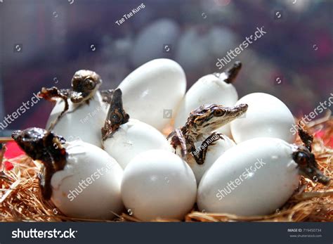 Little Baby Crocodiles Hatching Stock Photo 719450734 Shutterstock