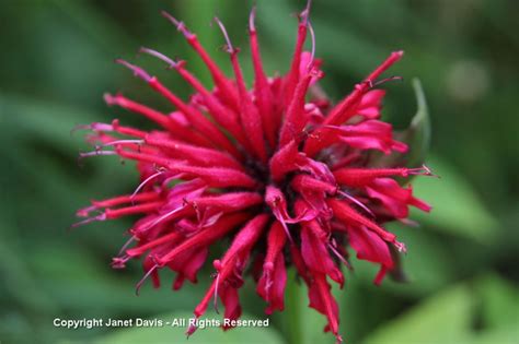 Monarda ‘Panorama’ red | Janet Davis Explores Colour