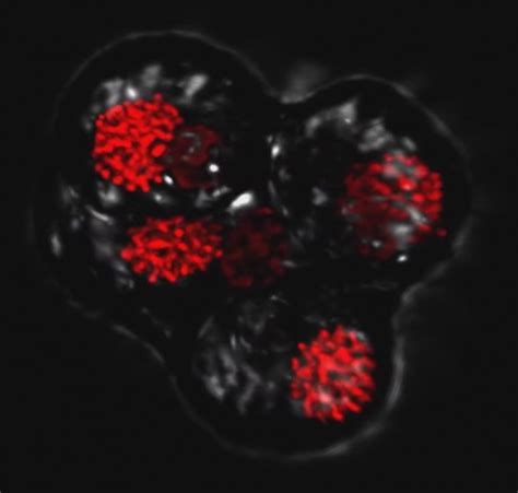 Sex And The Symbiont Can Algae Hookups Help Eurekalert