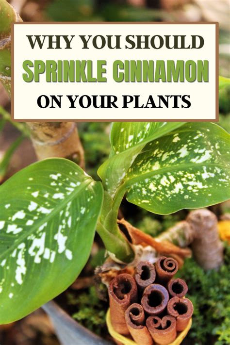 6 Mind Blowing Reasons Why You Should Sprinkle Cinnamon On Your Plants