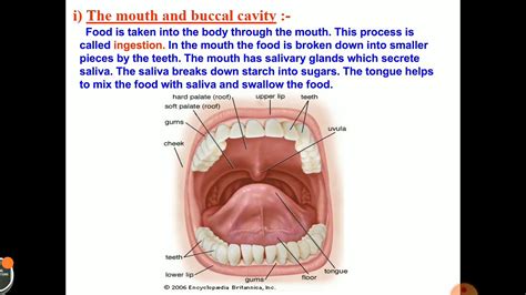 The Mouth And Buccal Cavity Class 7 Youtube