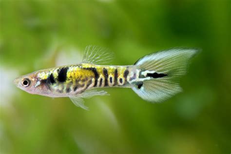 Endler Guppy Yellow Tiger Poecilia Wingei Guppys