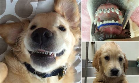 Can A Dog Get Braces