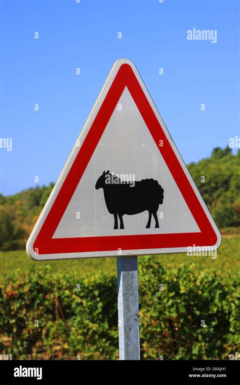 Sheep Warning Signs Hi Res Stock Photography And Images Alamy