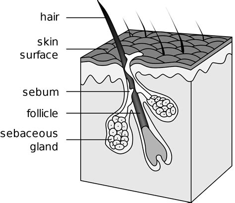 How to Pass a Hair follicle Drug Test For Weed - Family Medicine for ...