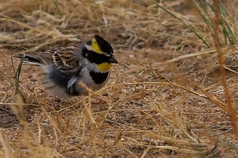 Birding Mongolia