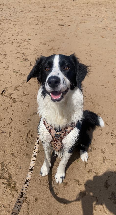 Found animals registry helps reunite lost pets with their owners 7