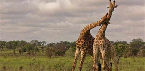 30 Most Random Facts About Giraffes - The Fact Site