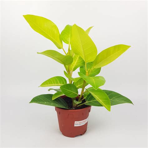 Aglaonema Greyhound | Floristika Bangsar