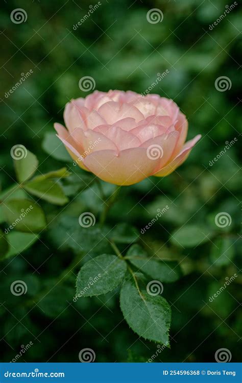 Rosa chinensis stock photo. Image of pink, rose, blossom - 254596368