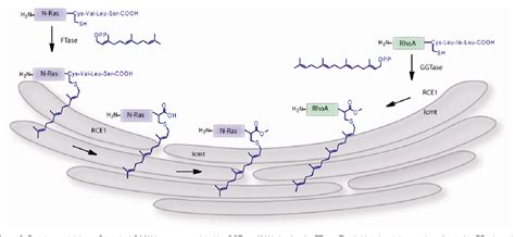 Figure From The Protein Lipidation And Its Analysis Semantic Scholar