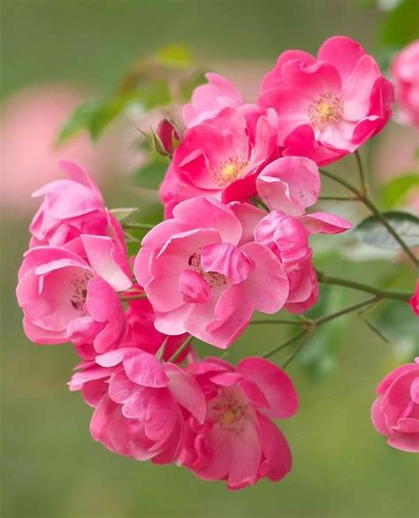 Pin By M H Admani On Beatiful And Clourful Flowers Hd Flower