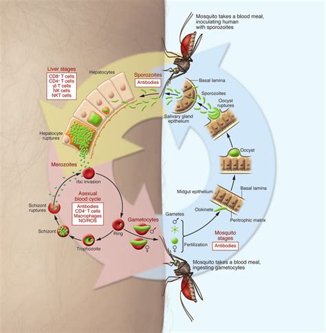 The P Falciparum Life Cycle The P Falciparum Life Cycle In Humans Download Scientific