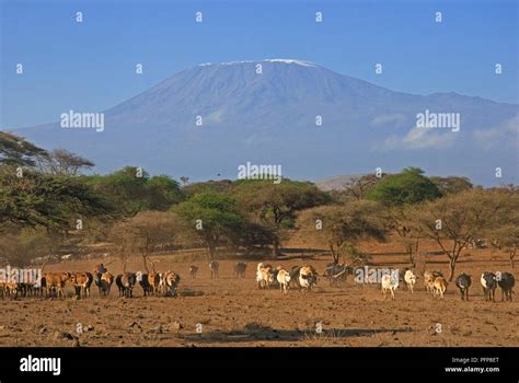 Kenya Amboseli National Park Herd Of Cattle Under Mount Kilimanjaro