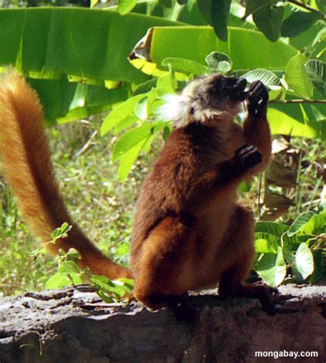 Picture: Female black lemur on wall