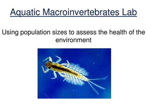 Ppt Aquatic Macroinvertebrates Lab Powerpoint Presentation Free