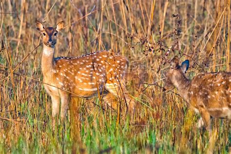 Spotted Deer Royal Bardia National Park Nepal Stock Image Colourbox