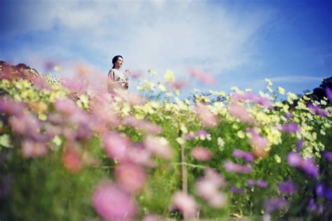 コスモス畑が見ごろです。昼は一面鮮やかに彩るお花畑。夕方には夕陽に透ける幻想的な空間に様変わりします。特別な秋の思い出づくりができる神戸布引