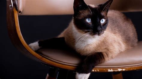 Siamese Maine Coon Mix: A Fascinating Hybrid Cat Breed