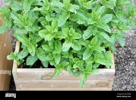 Moroccan Mint growing Stock Photo - Alamy